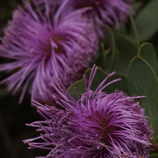 Isopogon latifolius